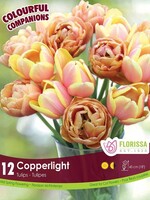 Florissa Colourful Companions Copperlight Tulip Blend 12/pkg