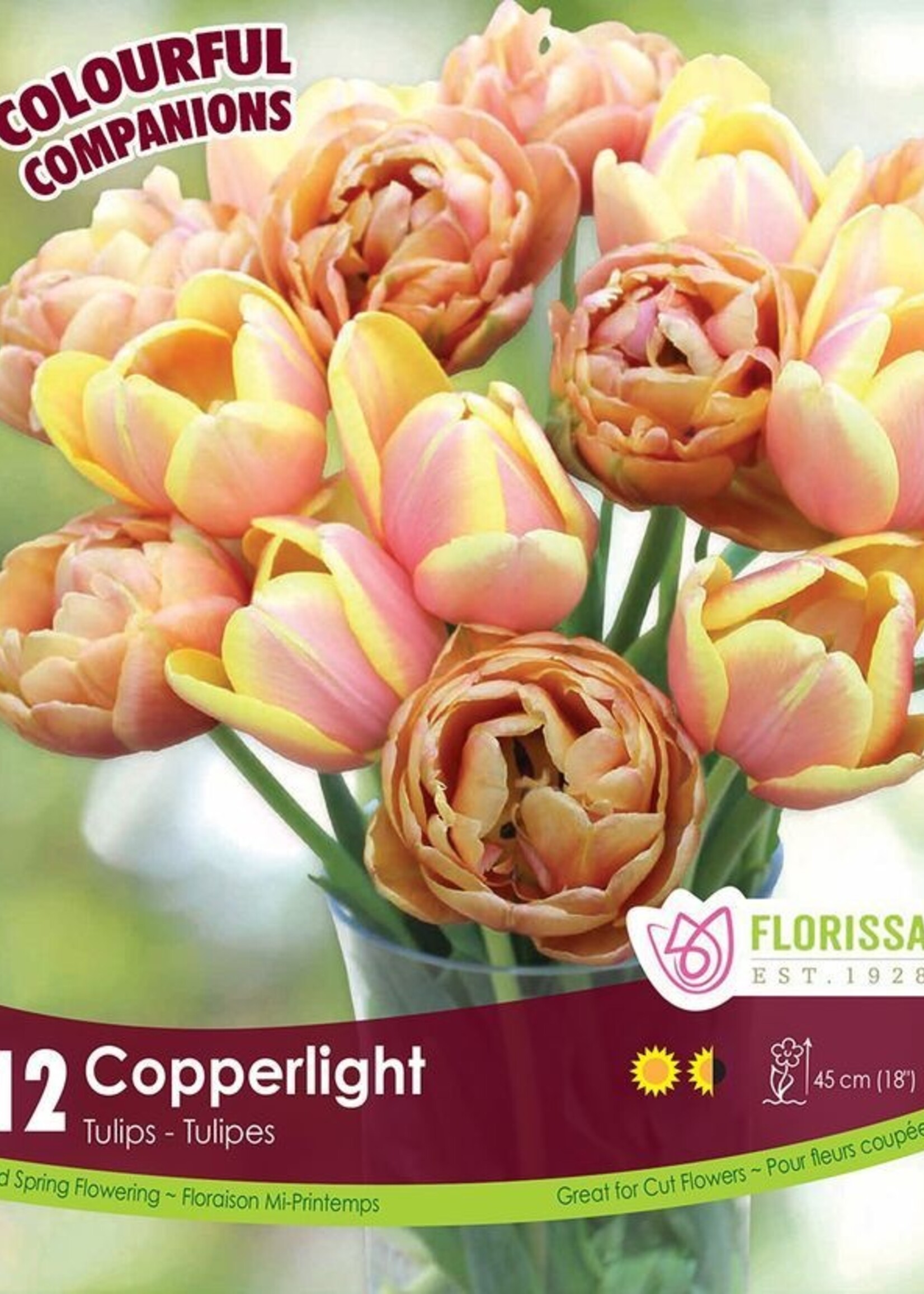 Florissa Colourful Companions Copperlight Tulip Blend 12/pkg