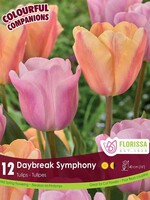 Florissa Colourful Companions Daybreak Symphony Tulip Blend 12/pkg