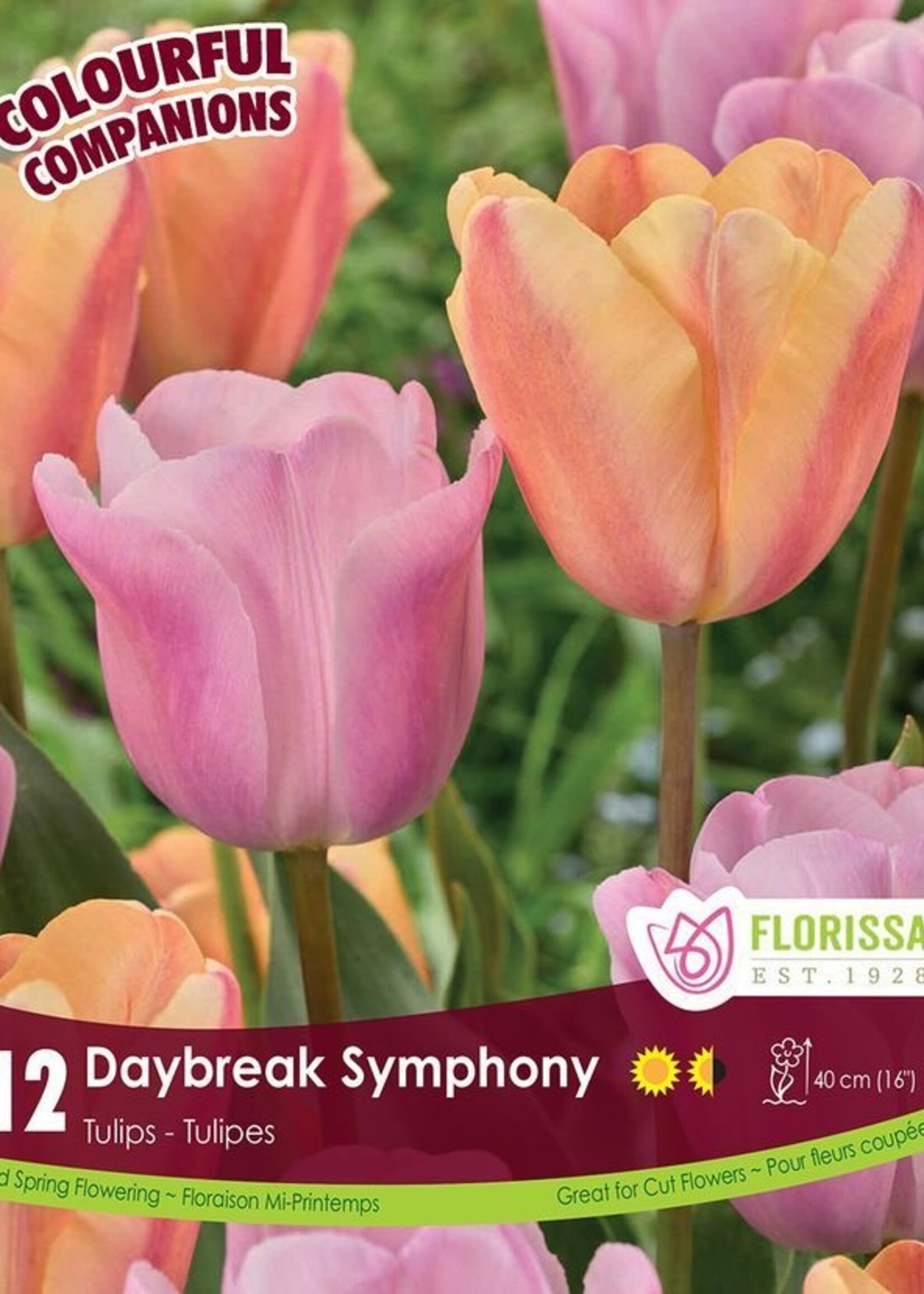 Florissa Colourful Companions Daybreak Symphony Tulip Blend 12/pkg