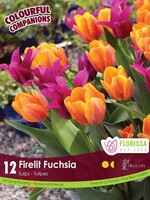 Florissa Colourful Companions Firelit Fuchsia Tulip Blend 12/pkg