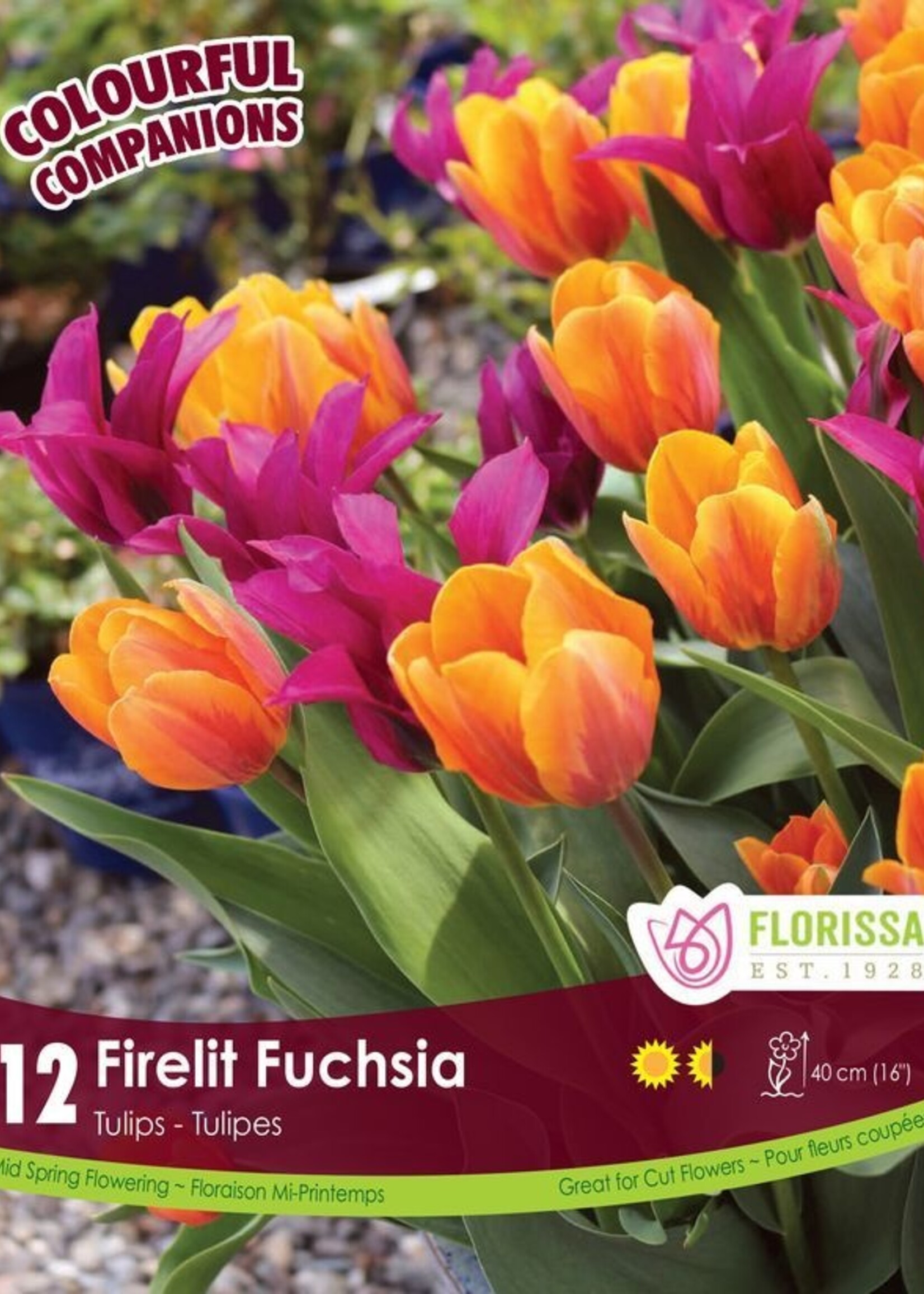 Florissa Colourful Companions Firelit Fuchsia Tulip Blend 12/pkg
