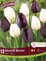 Florissa Colourful Companions Moonlit Raven Tulip Blend 12/pkg