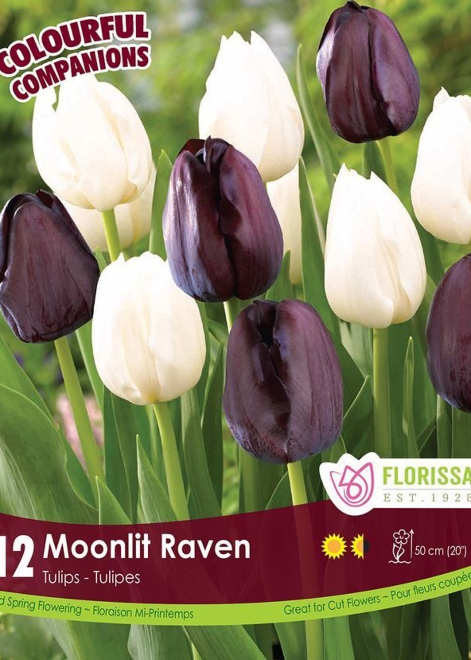 Florissa Colourful Companions Moonlit Raven Tulip Blend 12/pkg