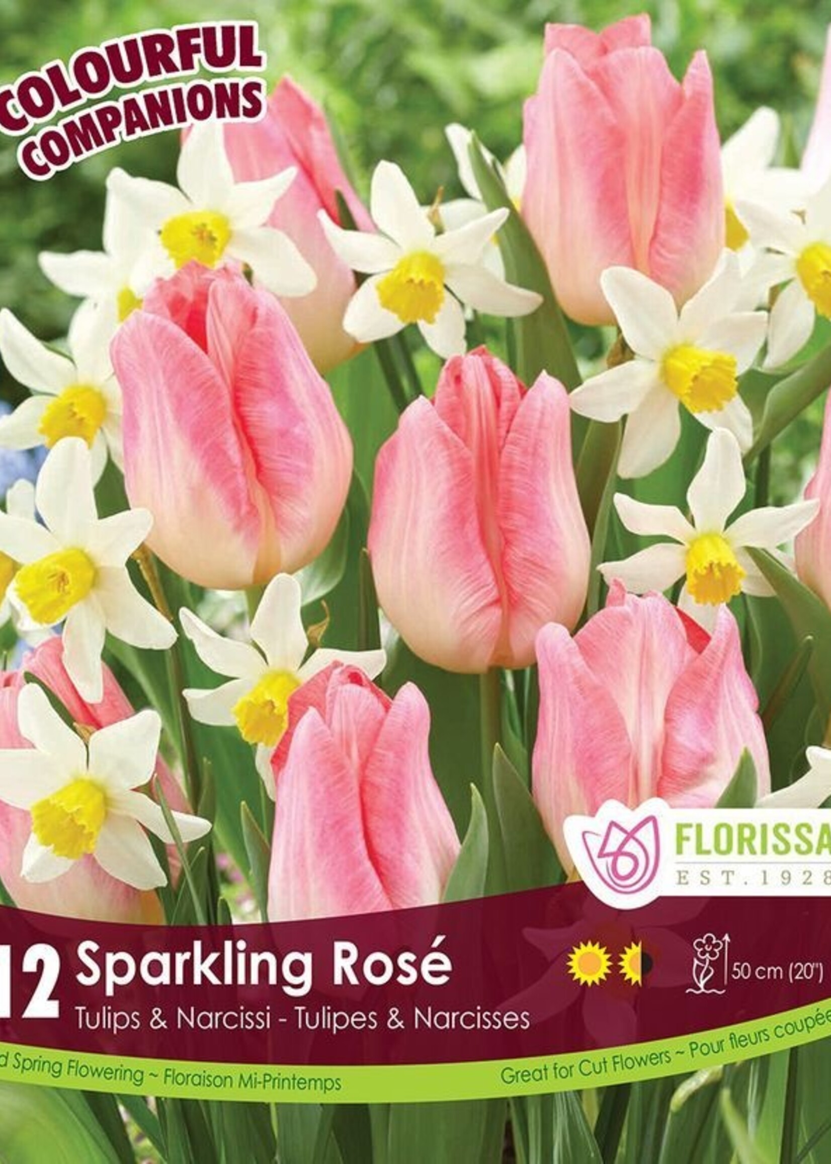 Florissa Colourful Companions Sparkling Rose Daffodil and Tulip Blend 12/pkg
