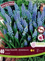 Florissa Mammoth Pack Blue Grape Hyacinth (Muscari) 40/pkg