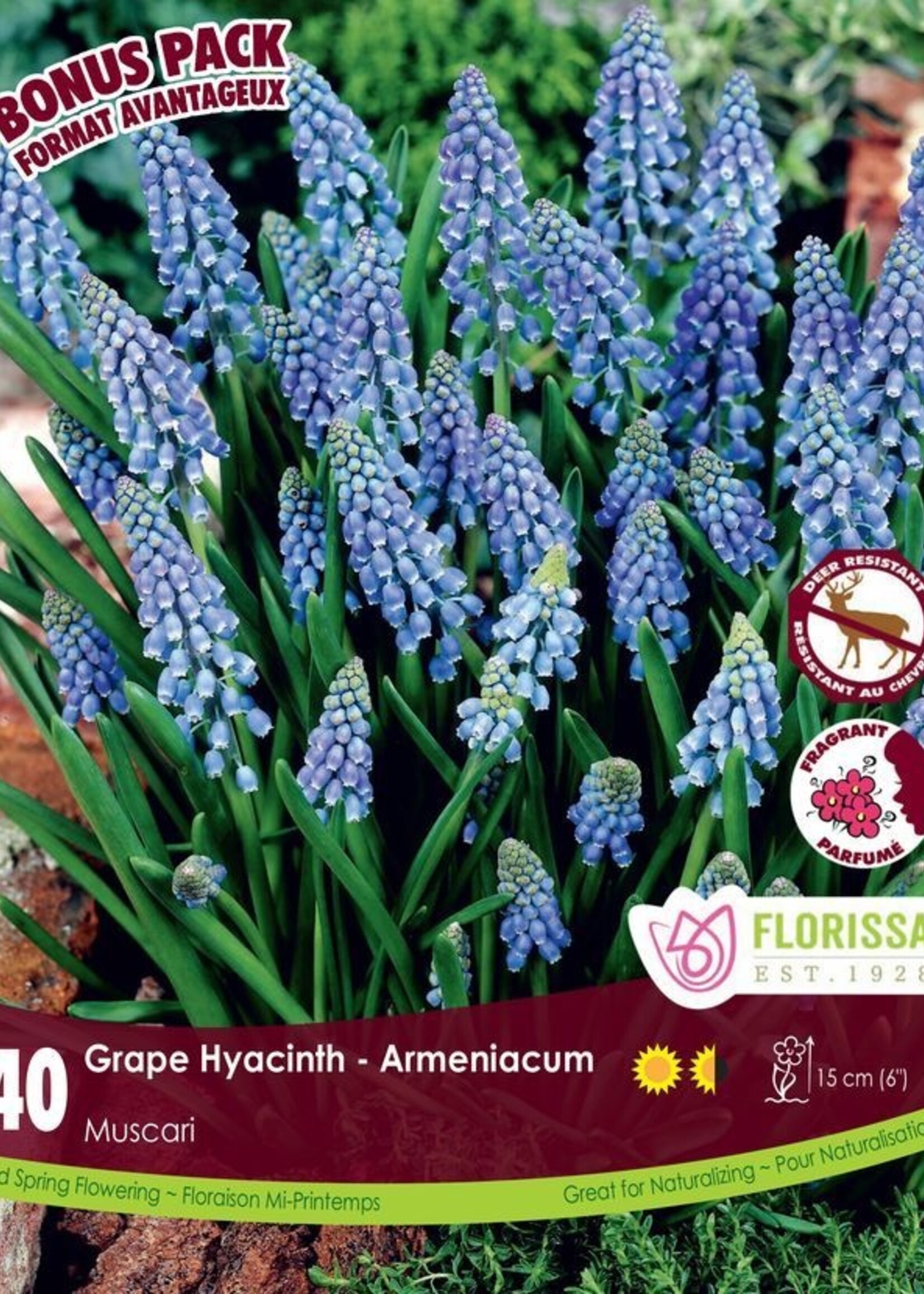 Florissa Mammoth Pack Blue Grape Hyacinth (Muscari) 40/pkg