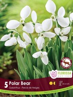 Florissa Polar Bear Snowdrops (Galanthus) 5/pkg