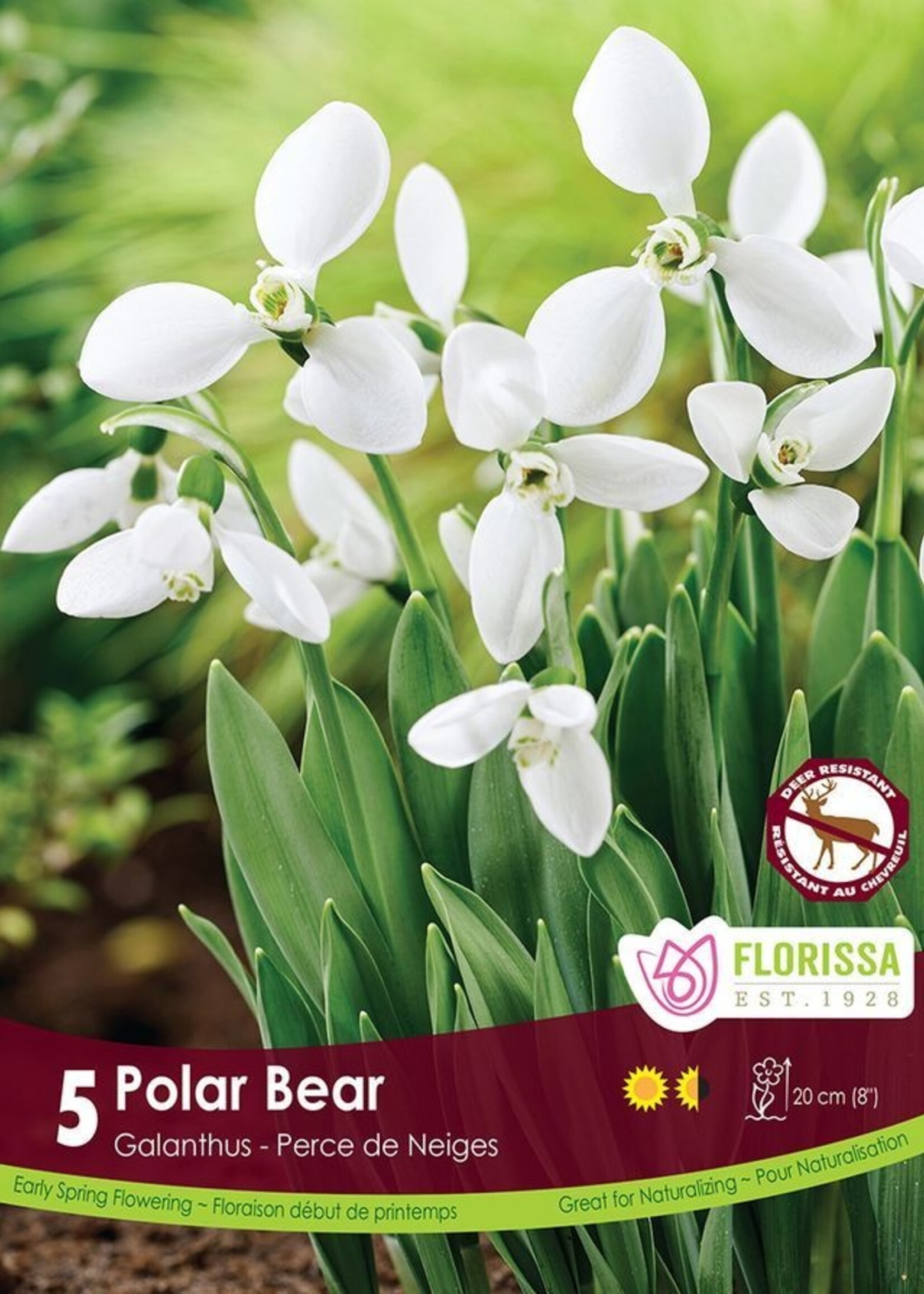 Florissa Polar Bear Snowdrops (Galanthus) 5/pkg