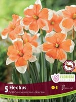 Florissa Electrus Daffodil (Narcissi) 5/pkg
