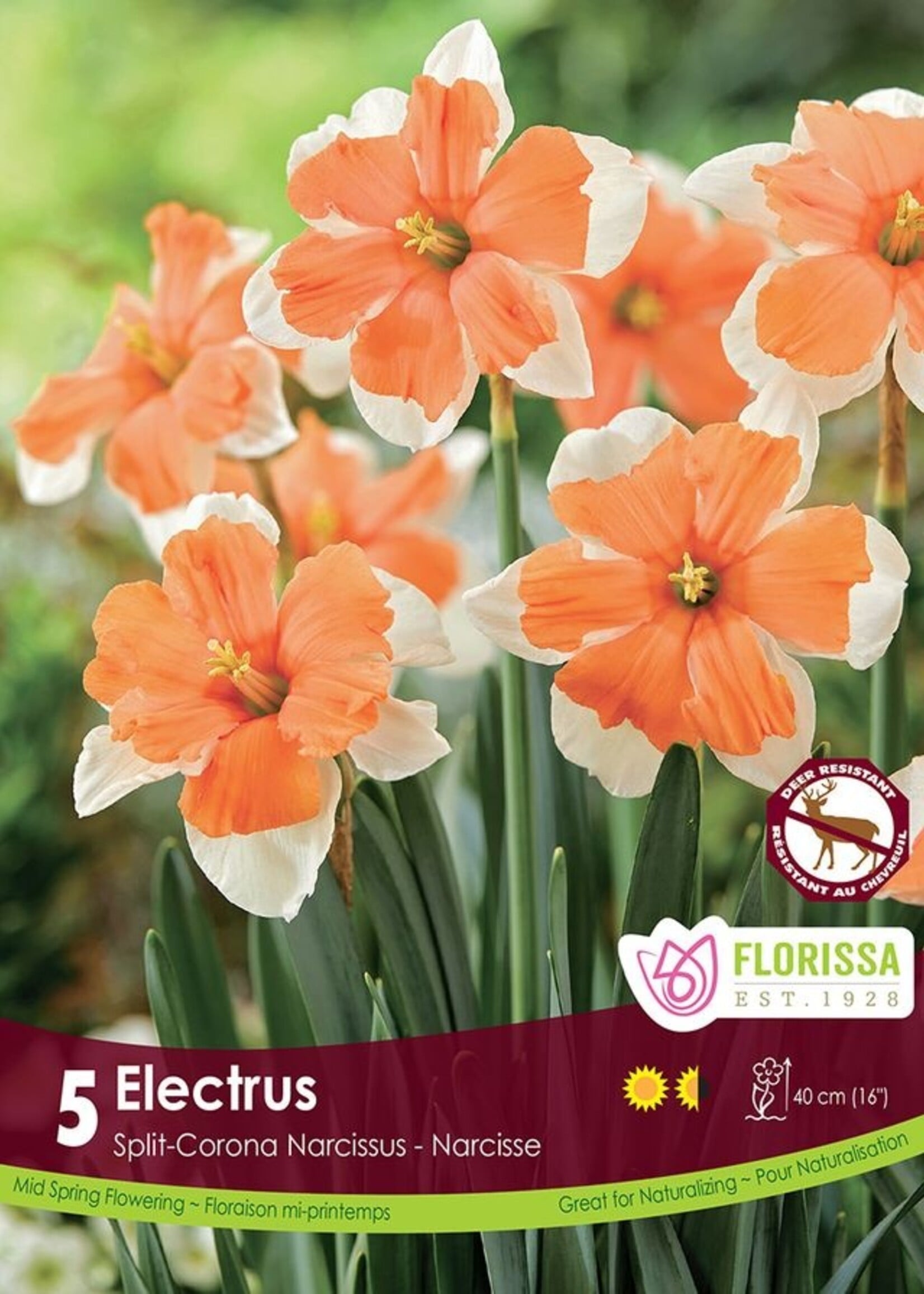 Florissa Electrus Daffodil (Narcissi) 5/pkg
