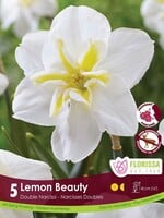 Florissa Lemon Beauty Daffodil (Narcissi) 5/pkg