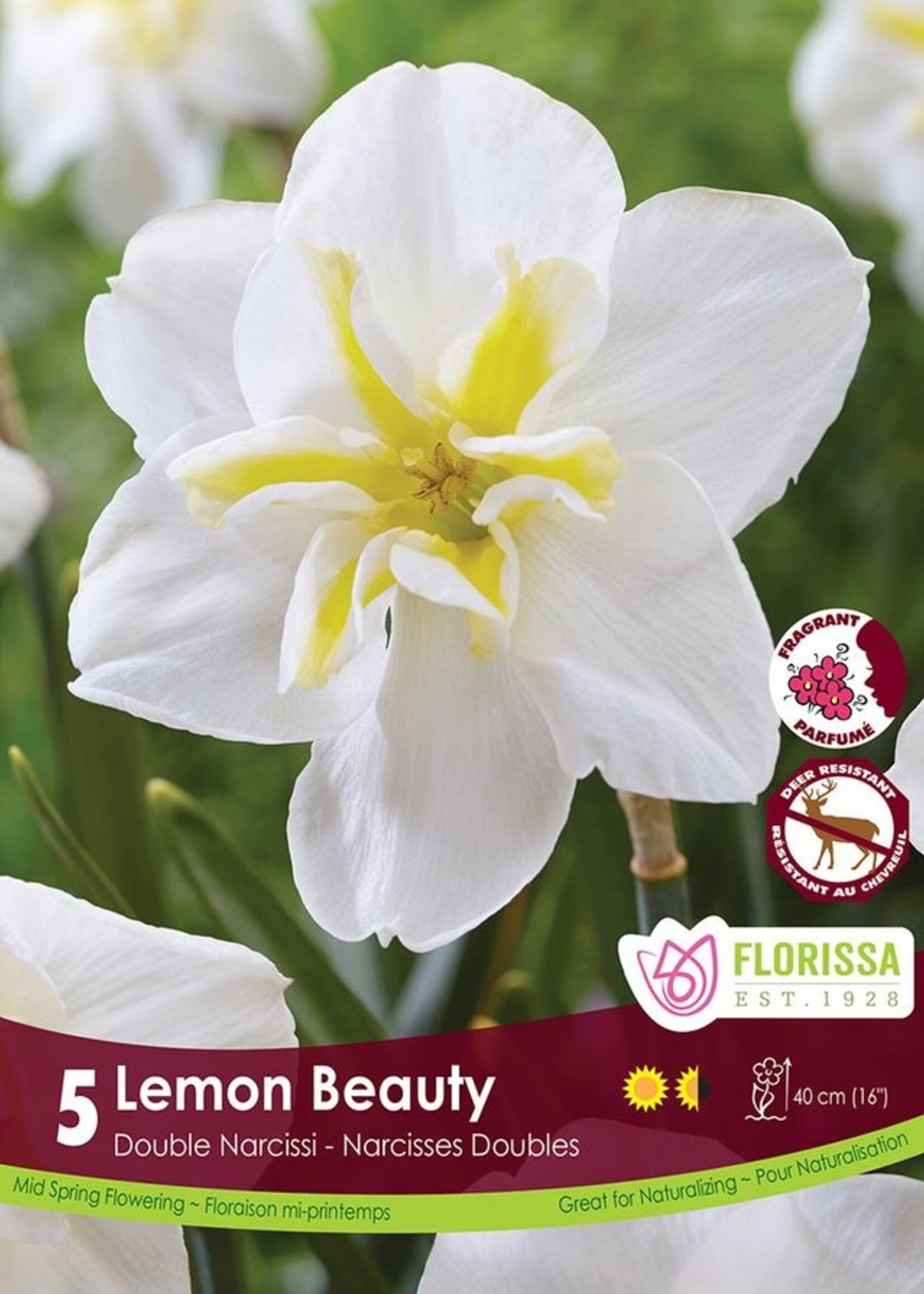 Florissa Lemon Beauty Daffodil (Narcissi) 5/pkg