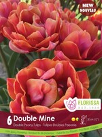 Florissa Double Mine Tulip 6/pkg