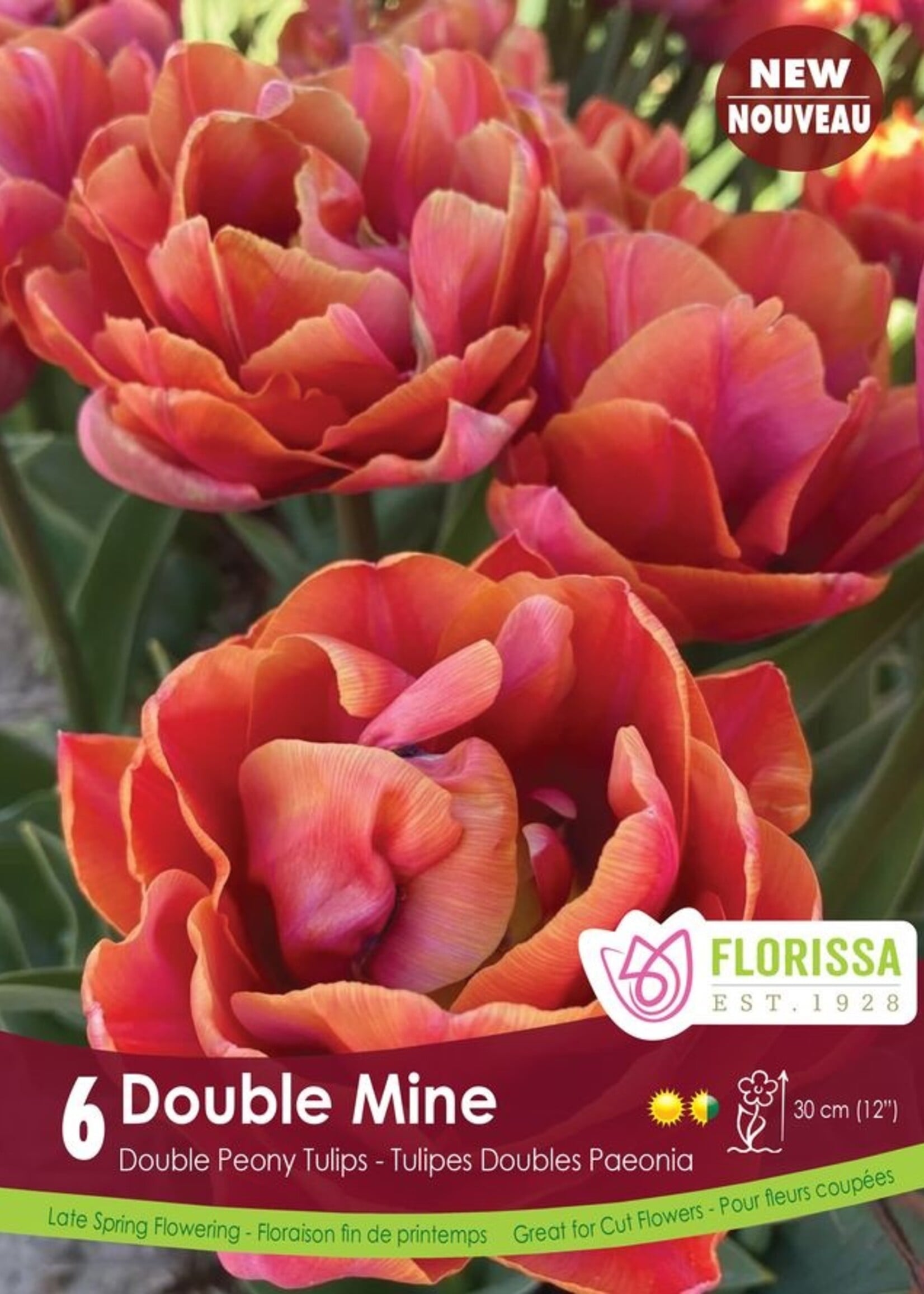 Florissa Double Mine Tulip 6/pkg