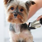Soin des animaux 