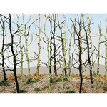 Bachmann Wood's Edge Trees, Bare (14)