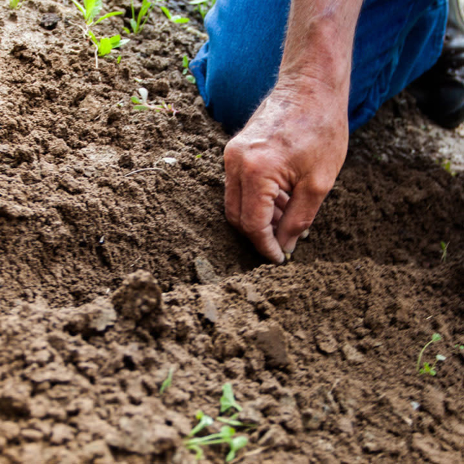 Topsoil / Planter's Mix Evergreen Nursery