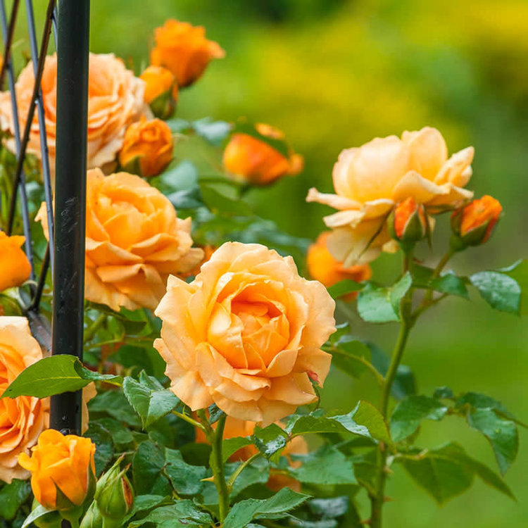 Climbing Rose 'Golden Opportunity' - Evergreen Nursery
