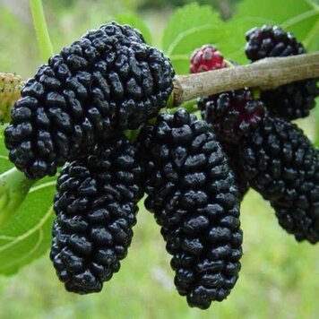 Mulberry 'Black Dwarf'