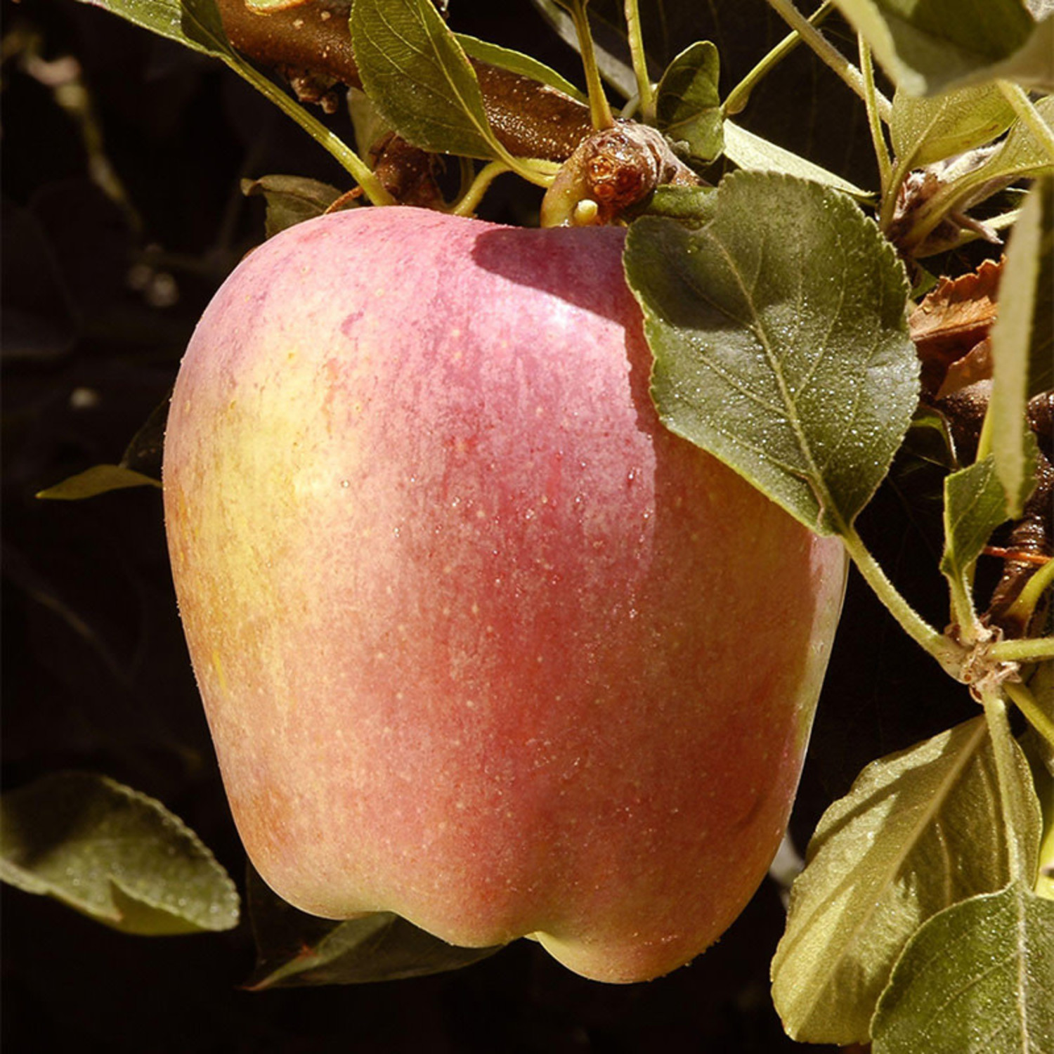 Malus domestica 'Red Delicious' (Semi-Dwarf Apple)