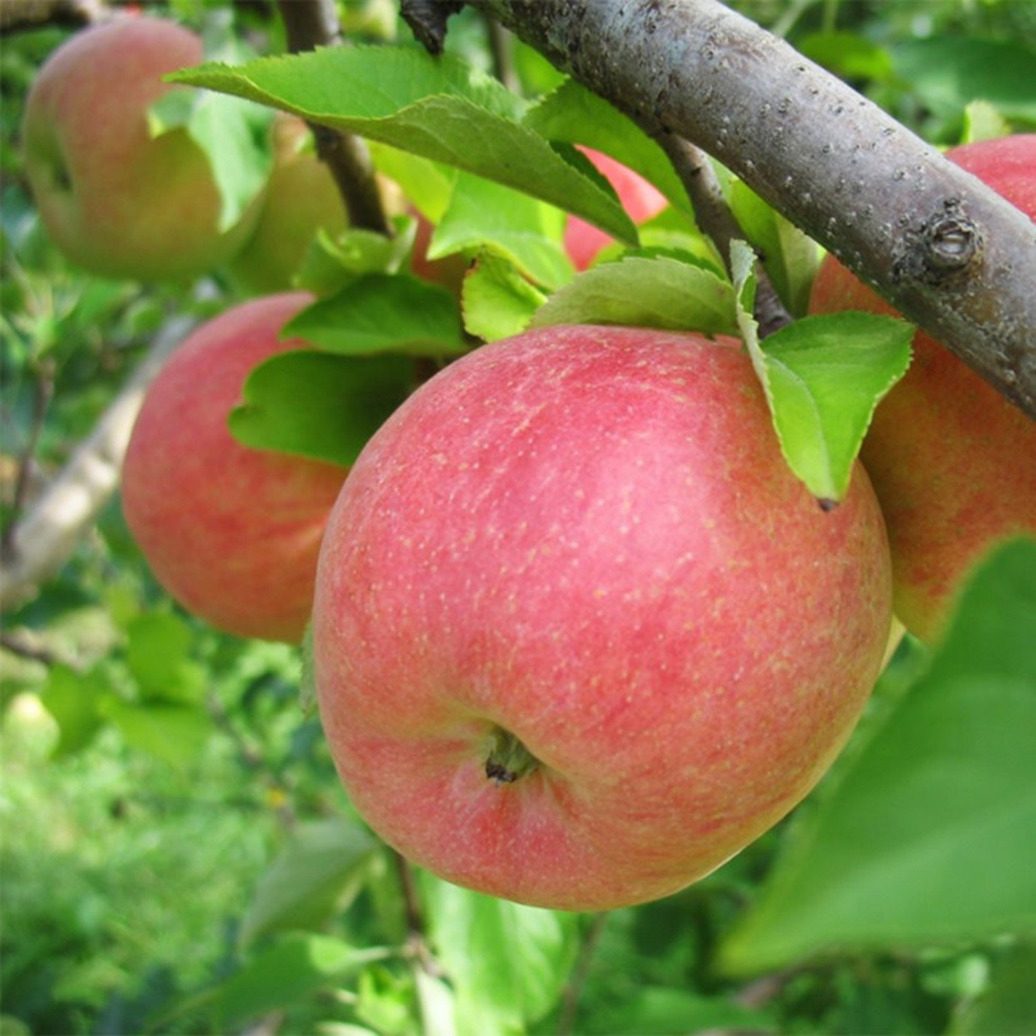 Gala Apples Fresh Produce Fruit