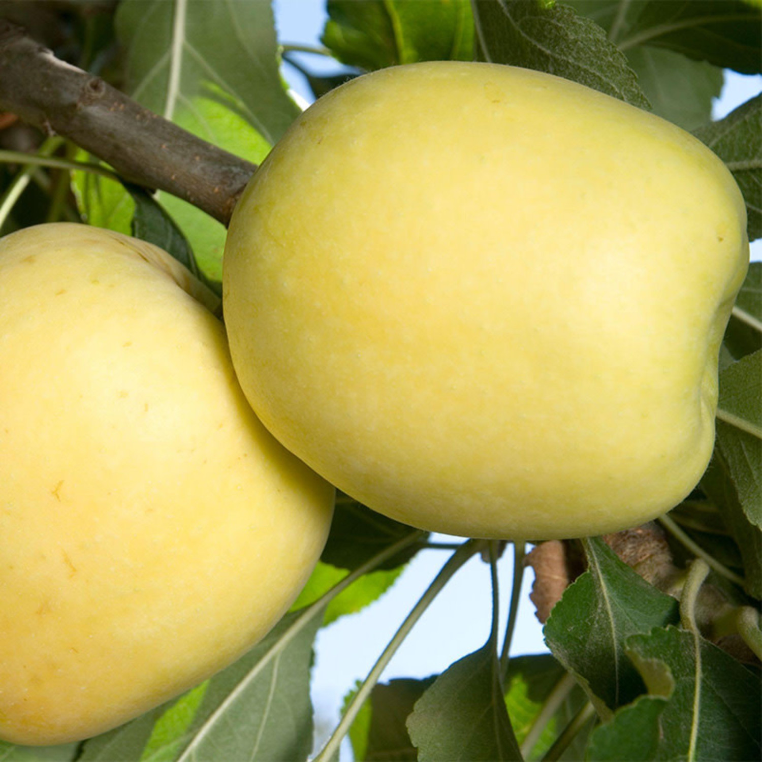 Apple 'Dorsett Golden' Evergreen Nursery