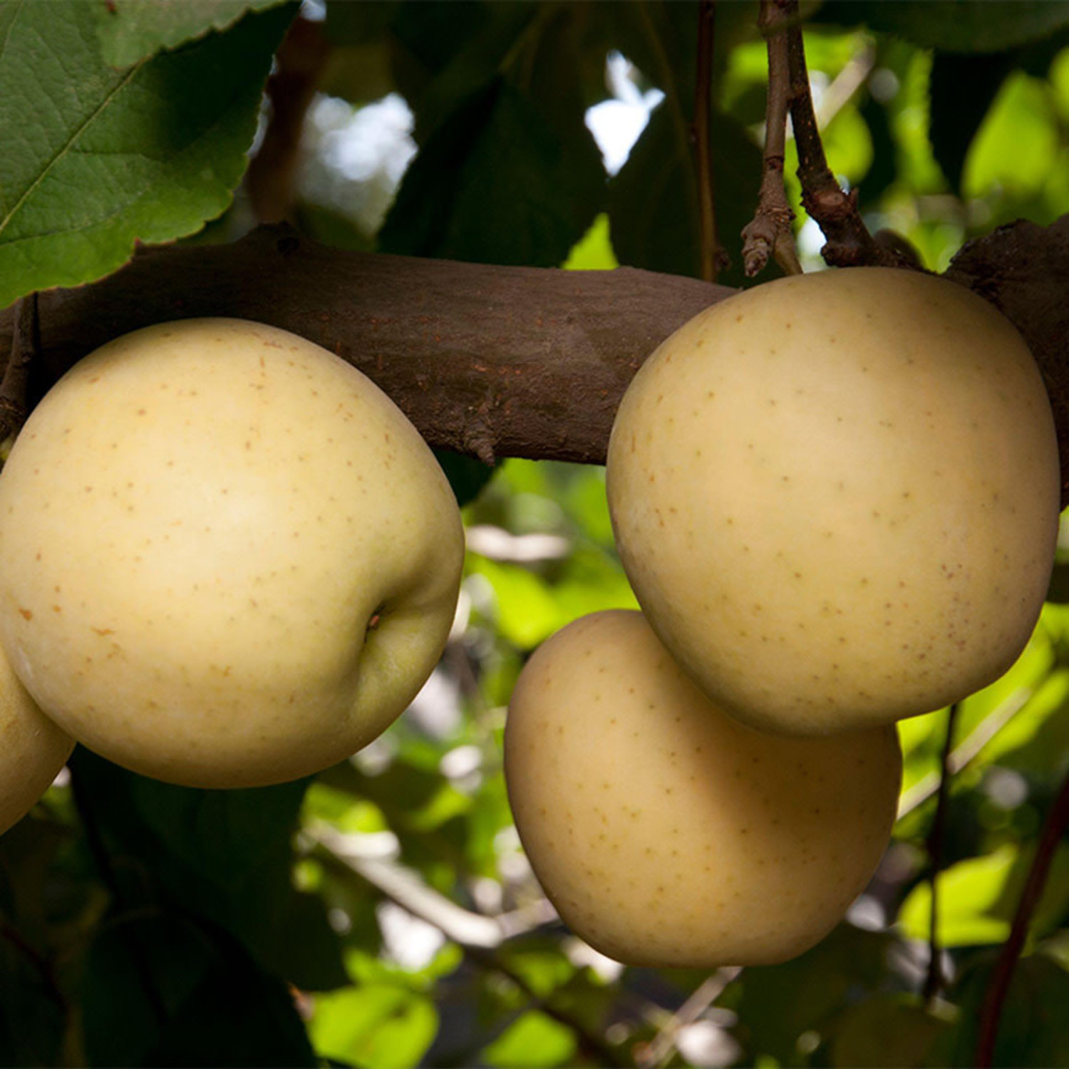 Malus domestica 'Golden Delicious' (Semi-Dwarf Apple)