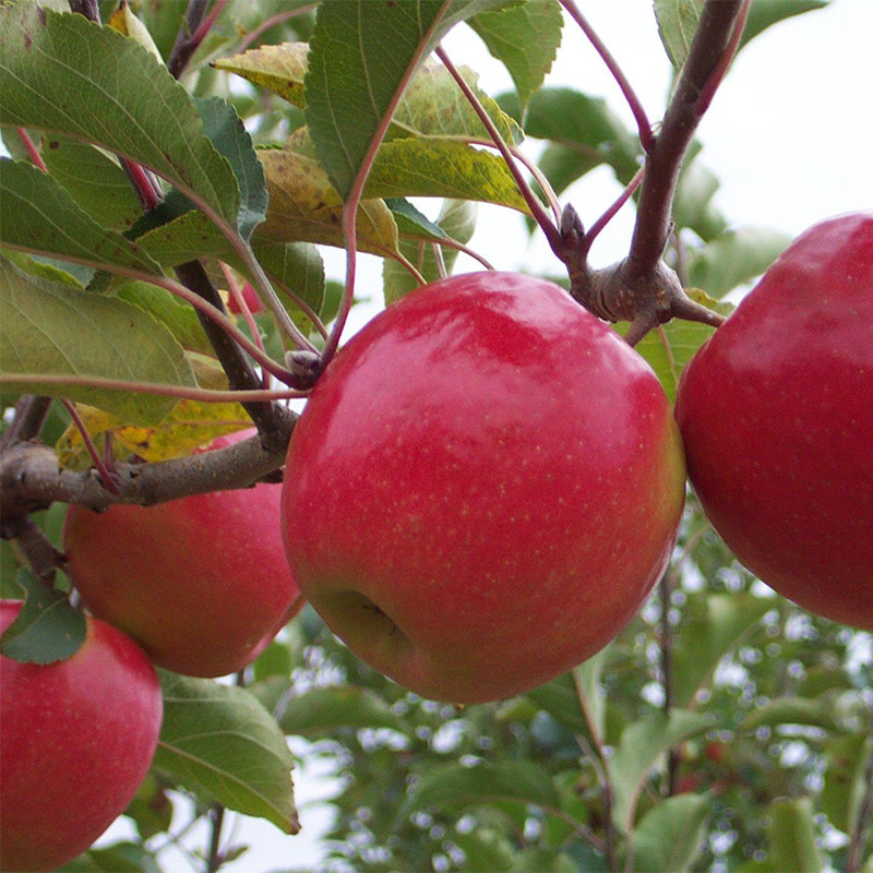 PINK LADY APPLE TREE-Malus domestica 'PINK LADY' Needs Pollinator Zone 5