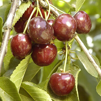 Cherry 'Craig's Crimson'