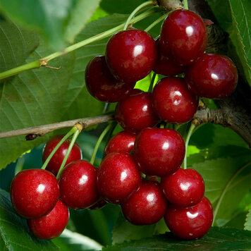 Cherry 'Bing'