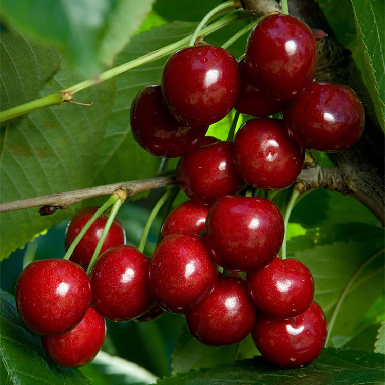 Cherry 'Bing' on Maxima RS. Semi-Dwarf