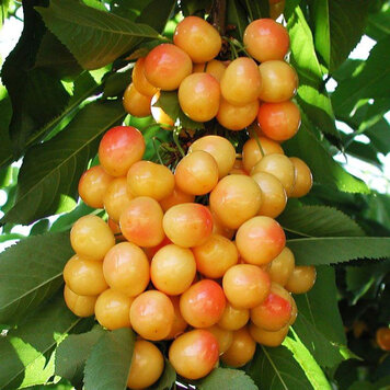 Cherry 'Rainier'