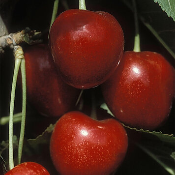 Cherry 'Stella'