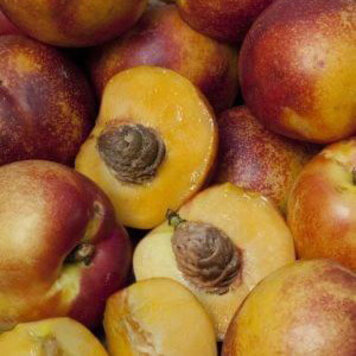 Nectarine 'Sol Dorado'