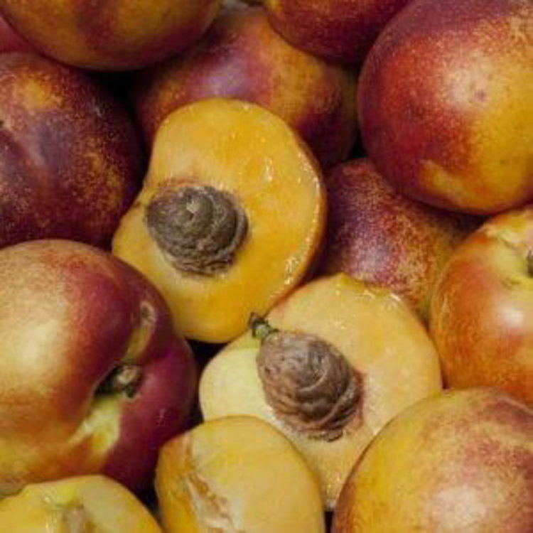 Nectarine 'Sol Dorado' Miniature on Lovell RS. Dwarf