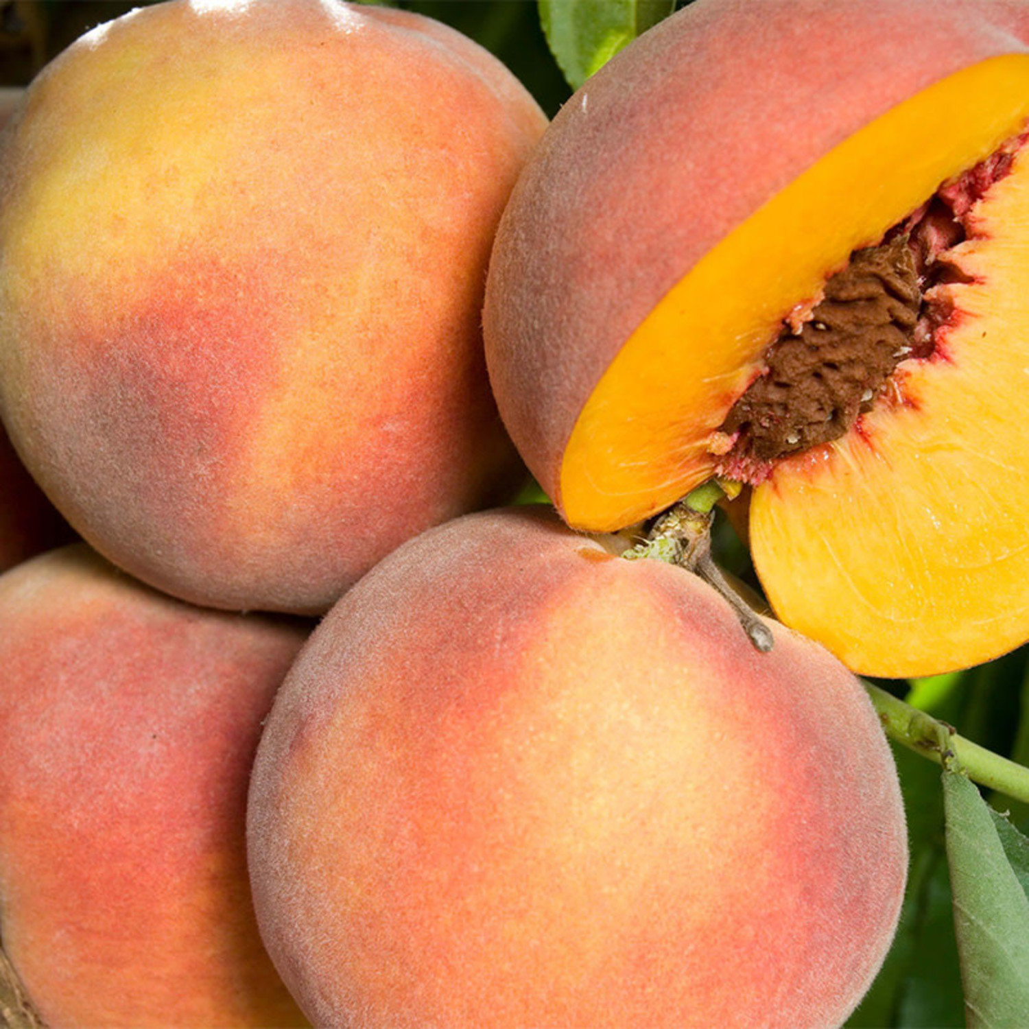 O'Henry Peaches Information and Facts