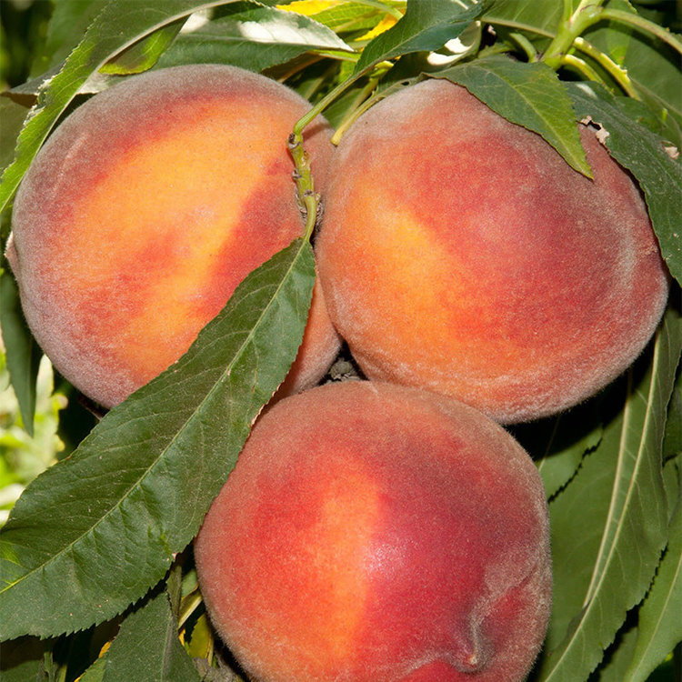 Peach 'Pix Zee' on Lovell RS. Dwarf