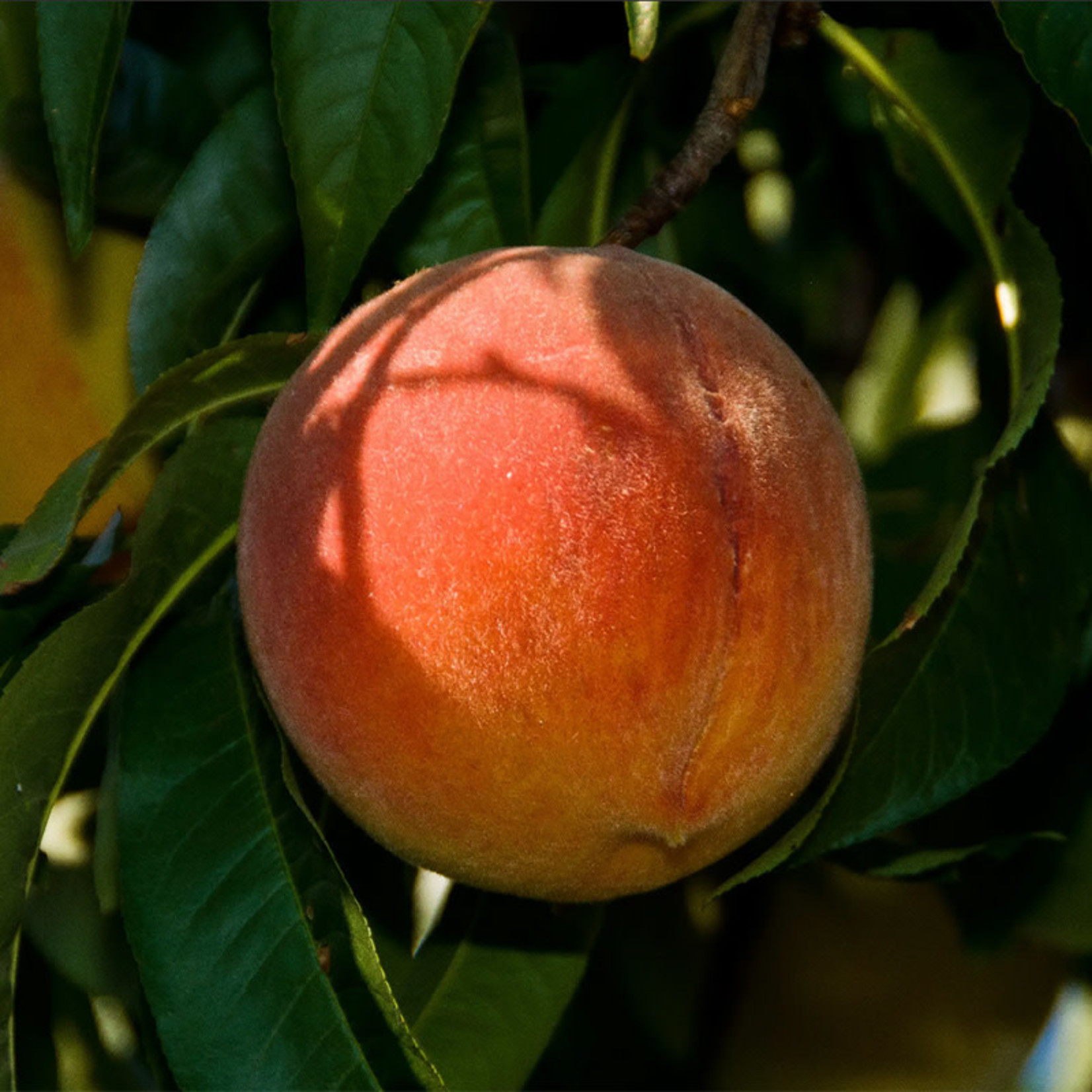 Peach 'Santa Barbara' Semi-Dwarf