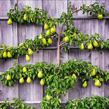 Pear 6-in-1 Espaliered 3-tier