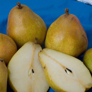 Pear 'Warren'