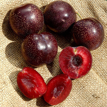Plum 'Burgundy'