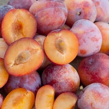 Plumcherry 'Flavor Punch'