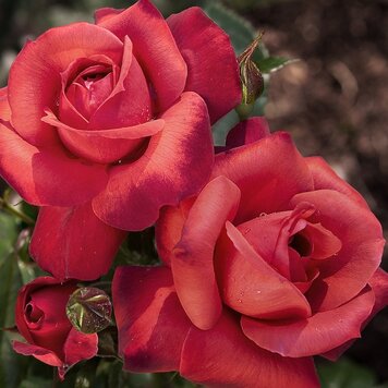 Rose 'Hot Cocoa®' Floribunda