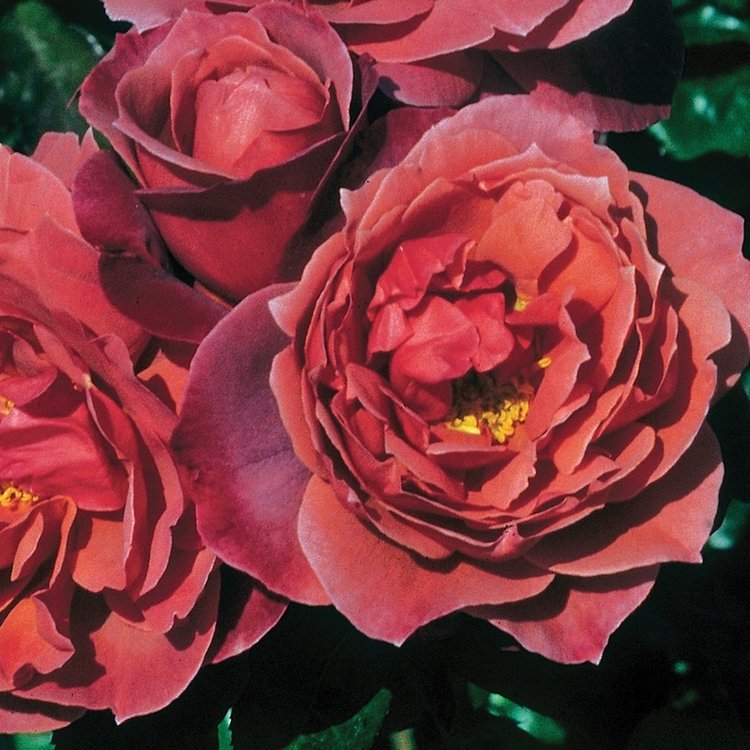 Rose 'Hot Cocoa®' Floribunda