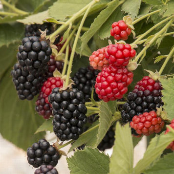 Blackberry 'Baby Cakes'