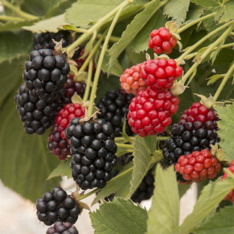 Blackberry 'Baby Cakes' 1 gal sleeve