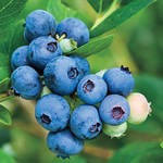 Blueberry 'Jubilee Southern'