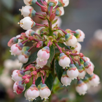 Blueberry 'Peach Sorbet'