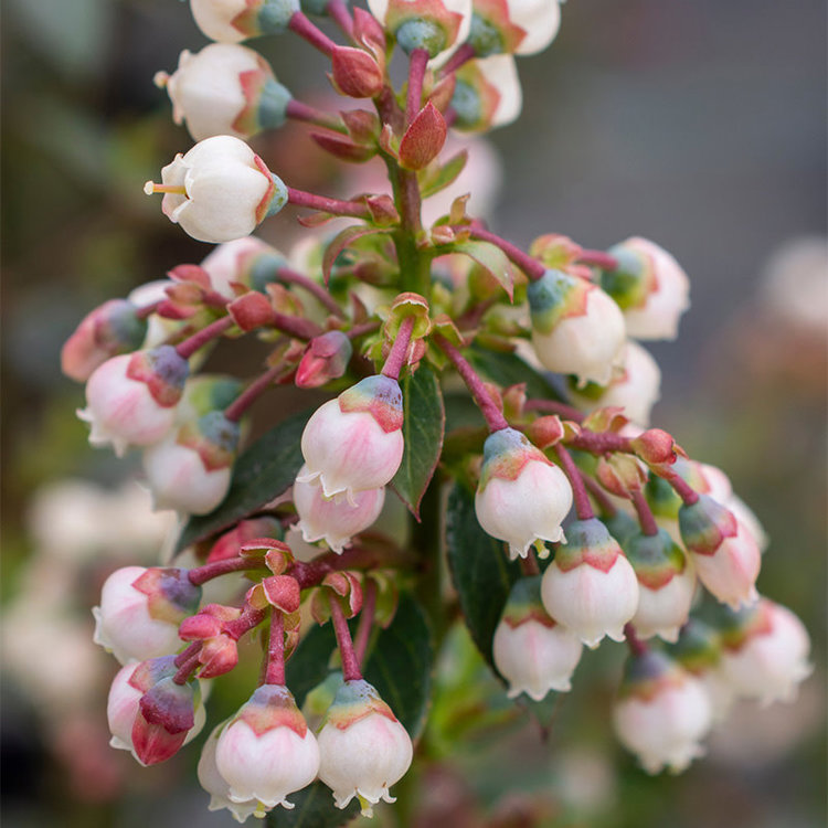 Blueberry 'Peach Sorbet' 1 gal sleeve